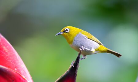 Oriental white-eye: Hyperactive little yellow bird with an off-white belly and white spectacles. Found in a wide range of habitats.の写真素材