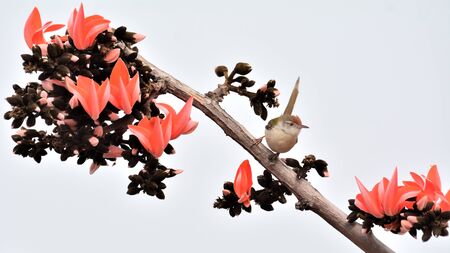 The common tailorbird is a songbird found across tropical Asia. Immortalized by Rudyard Kipling as Darzee in his Jungle Book.の写真素材