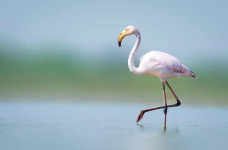 These famous pink birds can be found in warm, watery regions on many continents. They favor environments like estuaries and saline or alkaline lakes.の写真素材