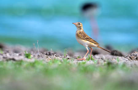 The paddyfield pipit or Oriental pipit is a small passerine bird in the pipit and wagtail family. It...