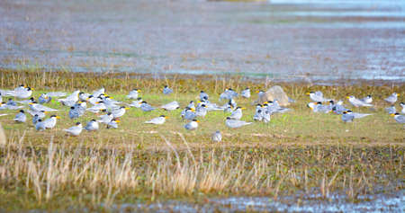 As the water level recedes and exposes submerged rocks, thousands of River Terns and Pratincoles...