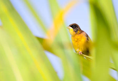 The black-headed bunting is a passerine bird in the bunting family Emberizidae. It breeds in...