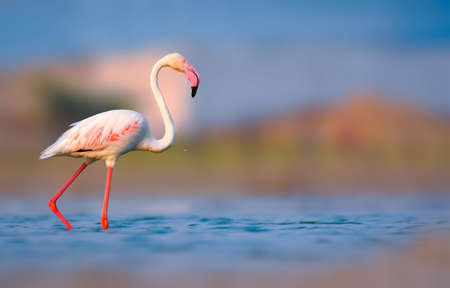Greater flamingos are famous pink birds can be found in warm, watery regions on many continents. They favor environments like estuaries and saline or alkaline lakes.の写真素材