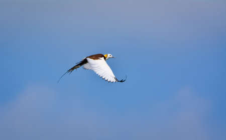 The pheasant-tailed jacana have elongated toes and nails that enable them to walk on floating vegetation in shallow lakesの写真素材