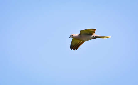 The Eurasian collared dove is a dove species native to Europe and Asiaの写真素材
