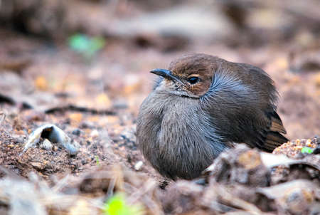 Indian Robin Female, Very familiar in Indian Outskirts, you can find her any where, at your balcony, on your roof, in paddy fields and often seen running along the ground.の写真素材