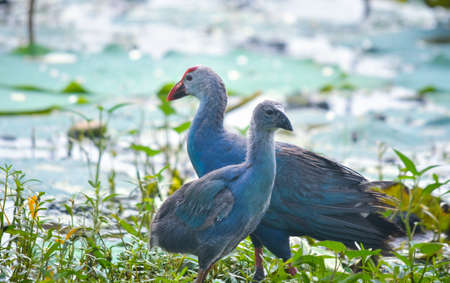 Grey-headed swamphen is a species of swamphen occurring from the Middle East and the Indian subcontinent to southern China and northern Thailandの写真素材