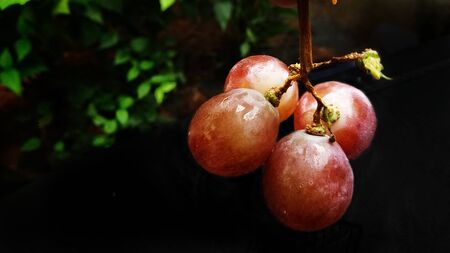Tasty grapes with reddish color and beautiful backgroundの写真素材