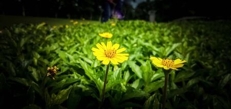 Yellow flower with fresh, natural sunlight and color