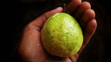 Guava fruit isolated on the white background.の写真素材