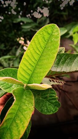 Guava leaf with more fresh and beautiful green in colorの写真素材