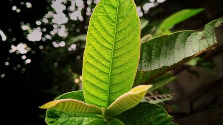 Guava leaf with more fresh and beautiful green in colorの写真素材