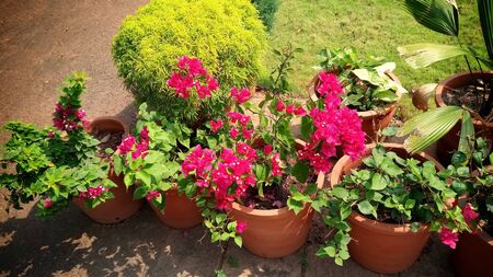 Such a beautiful garden with the fresh and colorful flowersの写真素材