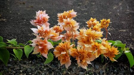 Orange Bougainvillea flowers with the selective focusの写真素材