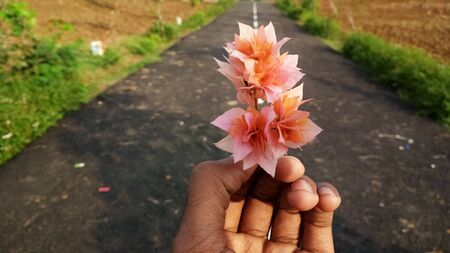 A man holding an Orange Bougainvillea flower with selective focusの写真素材