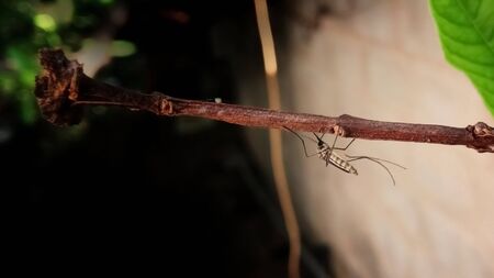 Mosquito resting on a tree. Male and female mosquitoes feed on nectar and plant juices.の写真素材