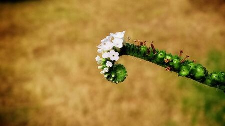 Such a beautiful small flower captured in agricultural field