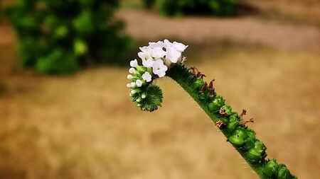 Such a beautiful small flower captured in agricultural fieldの写真素材