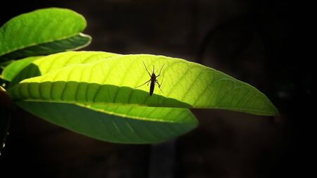 A mosquito resting on a green leafの写真素材