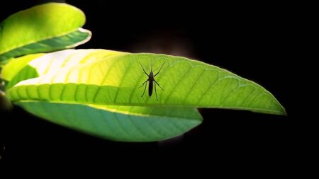 A mosquito resting on a green leafの写真素材