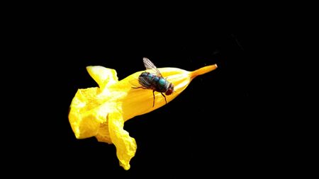 Insect fly macro on yellow flower.の写真素材