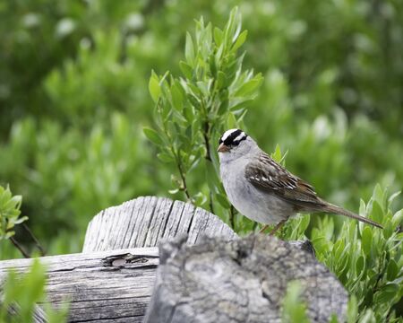 Zonotrichia leucophrys sitting on a fence in Yellowstone National Parkの写真素材