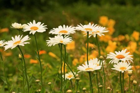 Daisies in the Parkの写真素材