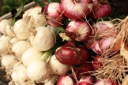 fresh red and white onionsの写真素材
