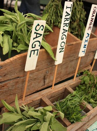 Fresh Herb On Farmers Marketの写真素材