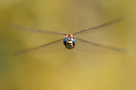 Dragonfly head-on, near Seattle, USA