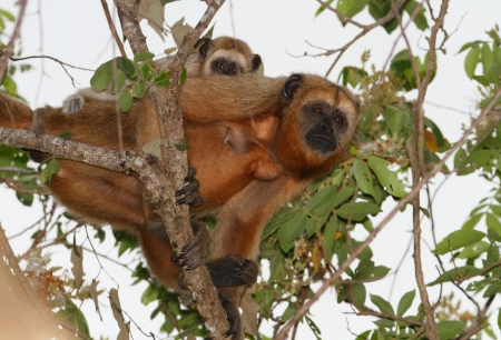 Female black howler monkey with baby  only males are black , Pantanal, Brazil