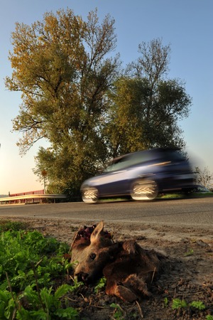 Dead deer killed by traffic on roadsideの写真素材