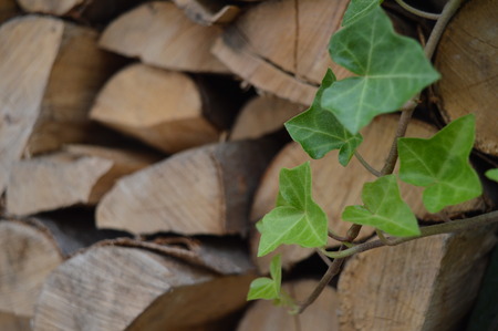 Ivy in front of wood