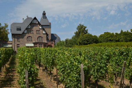 Winery in vineyards in near Geisenheim, Rheingau, Germanyのeditorial素材