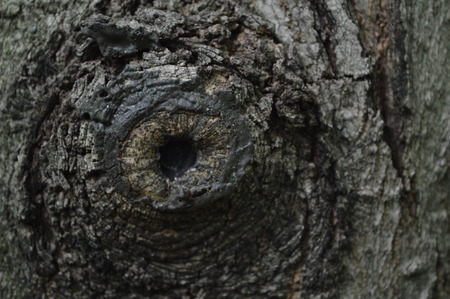 Sugar maple or acer saccharum bark