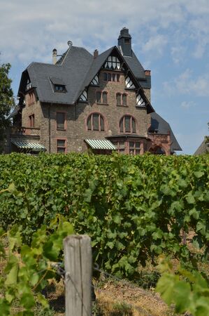 Winery in vineyards in near Geisenheim, Rheingau, Germanyのeditorial素材