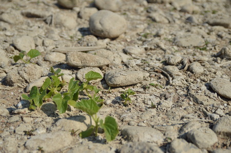Lorch, Germany - August 22, 2015: Plants on the banks of river rhine during heavy drought in summertime because of global warmingのeditorial素材