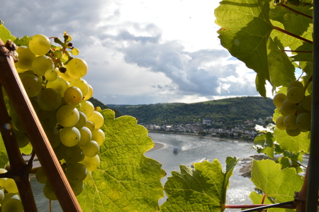 Bacharach, Germany - September 19, 2015: Wine grapes with river rhine near Oberweselの写真素材
