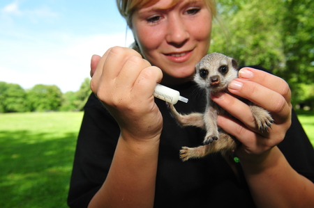 Worms, Germany - Jule 21, 2009 - Female animale keeper feeds meerkat with syringe which lost her motherのeditorial素材