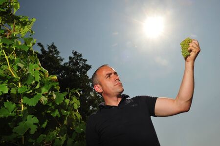 Worms, Germany - Jule 3, 2009 - Winemaker holding grape against sun checking quality of recent harvestのeditorial素材
