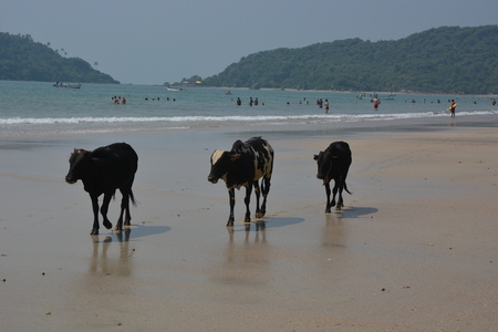 Cows on the Beach of Palolem, Goa, South India in sunsetの写真素材