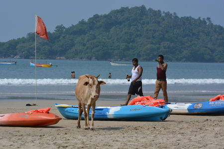 Palolem, India - October 23, 2015 - Cows on the Beach of Palolem, Goa, South India in sunset. Cows a part of daily life in India and roaming free. Tourists watching cows passingのeditorial素材