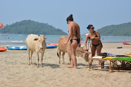 Palolem, India - October 23, 2015 - Cows on the Beach of Palolem, Goa, South India in sunset. Cows a part of daily life in India and roaming free. Female tourists in bikini watching and stroking cowsのeditorial素材