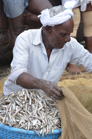 Goa, India - November 5, 2015 - Fishermen catching fishes the traditional way  sharing the catch and bargainingのeditorial素材