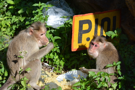 Nilgri Mountains, India - October 29, 2015 - Two monkey eating waste near railway tracks in Nilgri Mountains, Indiaのeditorial素材