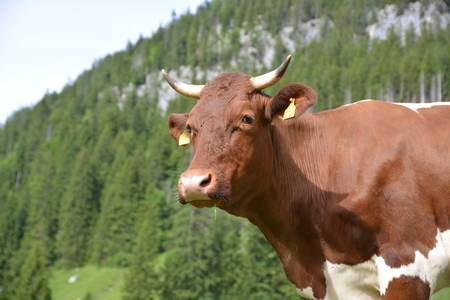 Ramsau, Germany - June 8, 2017 - Beautiful Ramsauer Dolomiten with cowsのeditorial素材