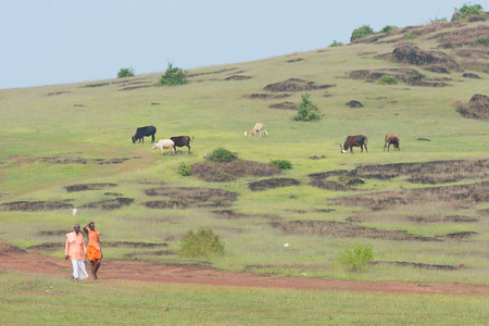 Goa, India - July 8, 2018 - Two hinduist priests walking through hills in Goa passing holy cowsのeditorial素材
