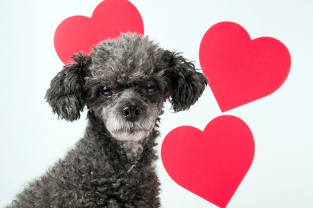 Gray poodle surrounded by red heart shapesの写真素材