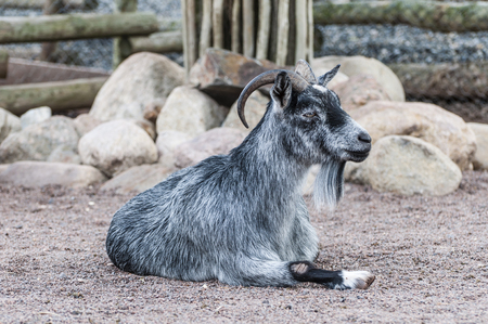 Landscape portrait of a relaxed goat laying on the ground in a zoo の写真素材