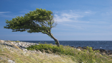 Lonely tree bent by the wind at the sea coast の写真素材